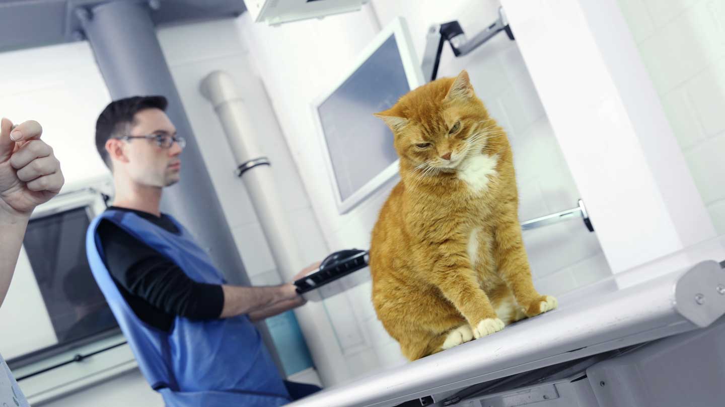 X-ray systems for the veterinary practice
