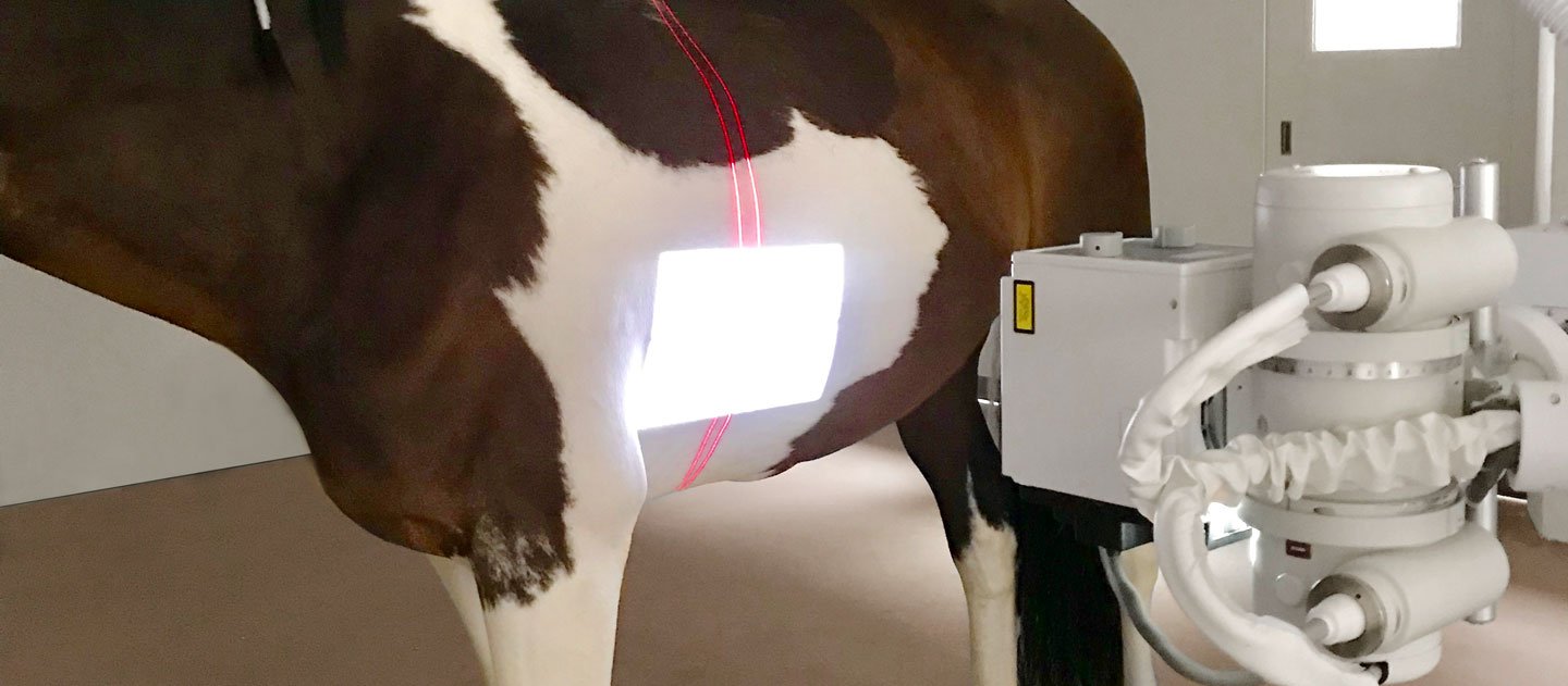 Die deckengeführte X-DRS Ceiling ist ideal für Pferderöntgenaufnahmen
